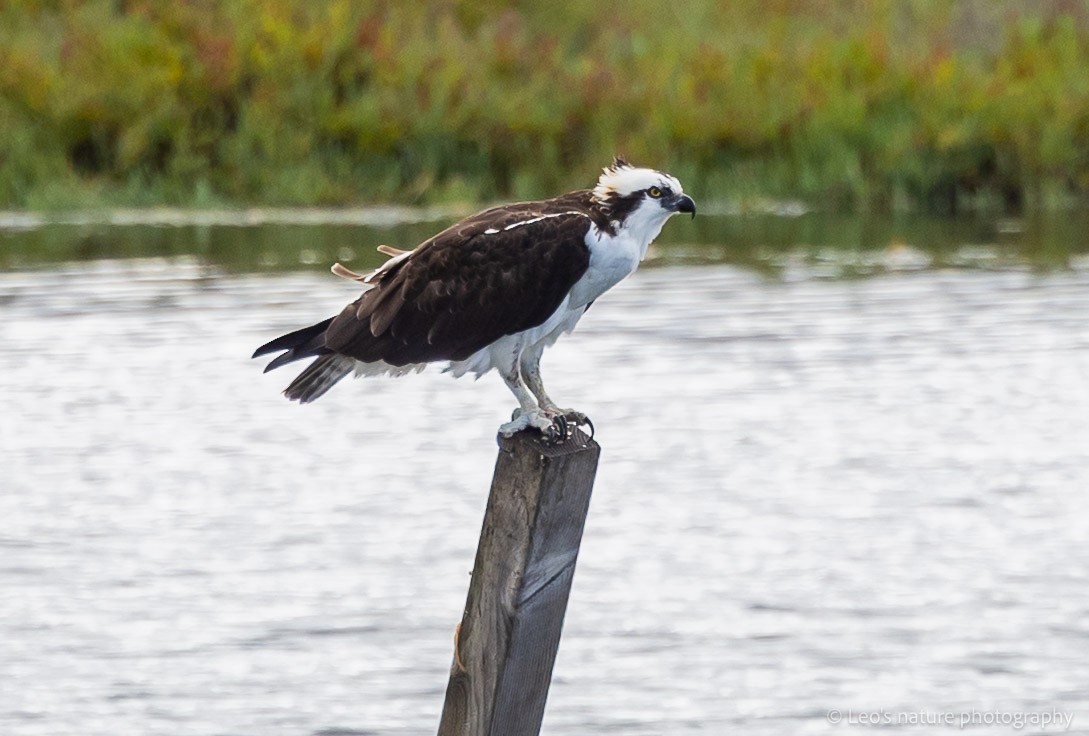 Osprey - ML645697220