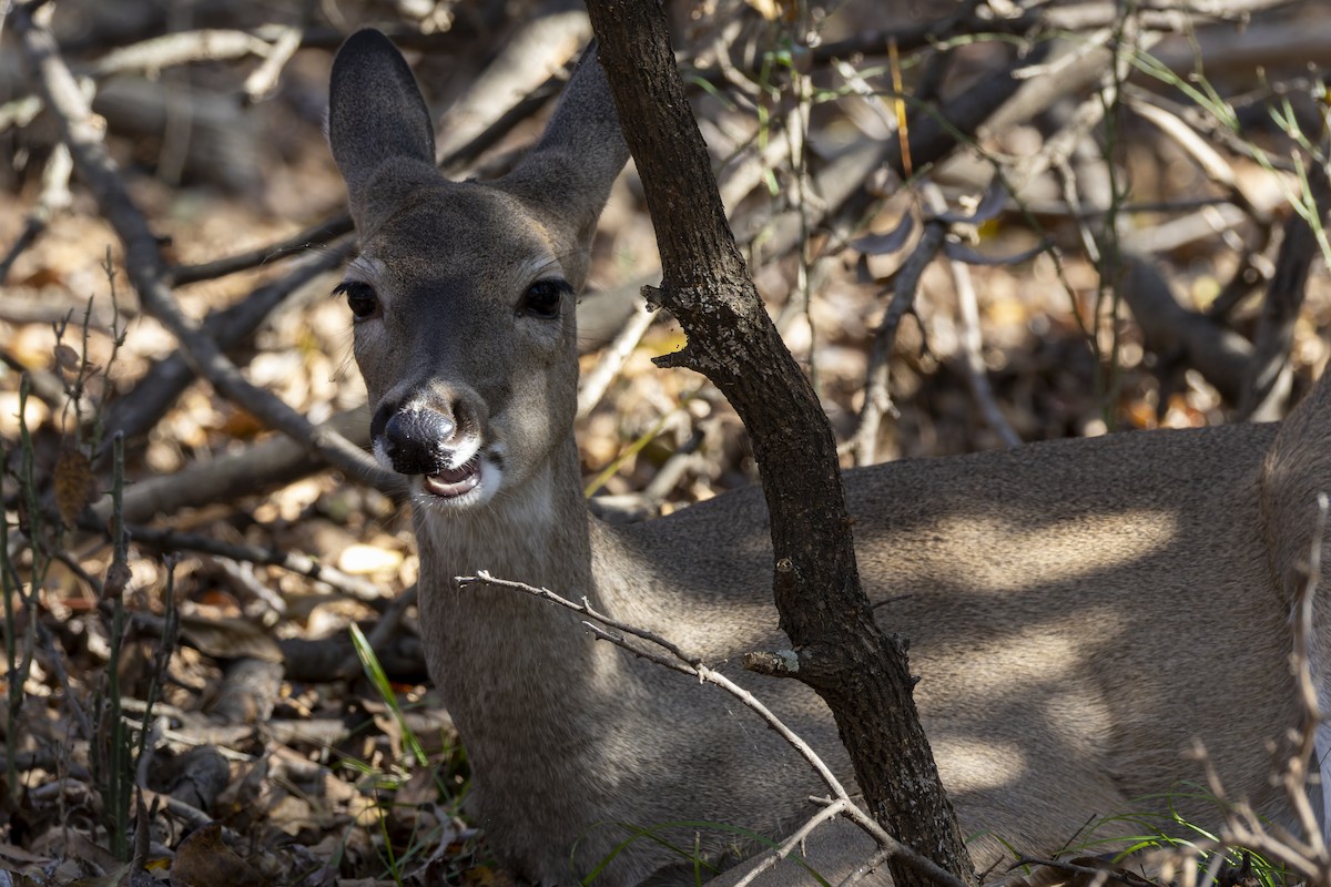 White-tailed Deer - ML645697223