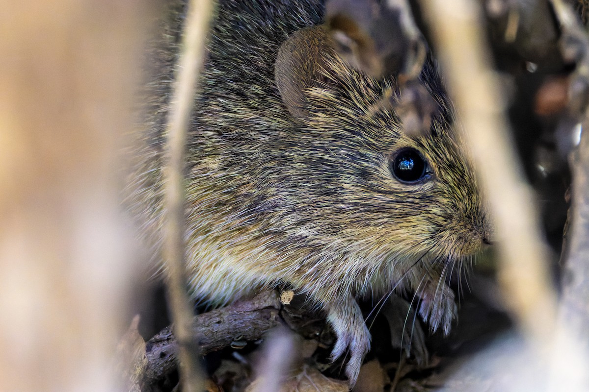 Hispid Cotton Rat - ML645697224