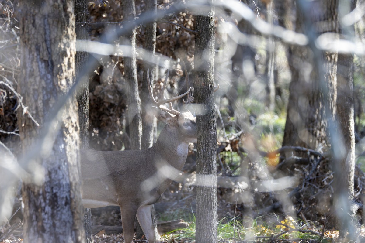 White-tailed Deer - ML645697225