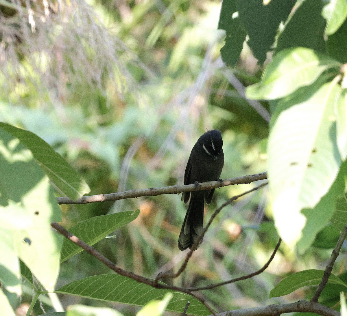 White-throated Fantail - ML645697226