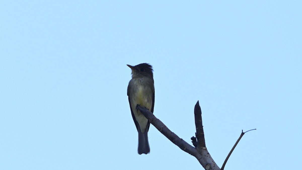 Northern Tropical Pewee - ML645697227