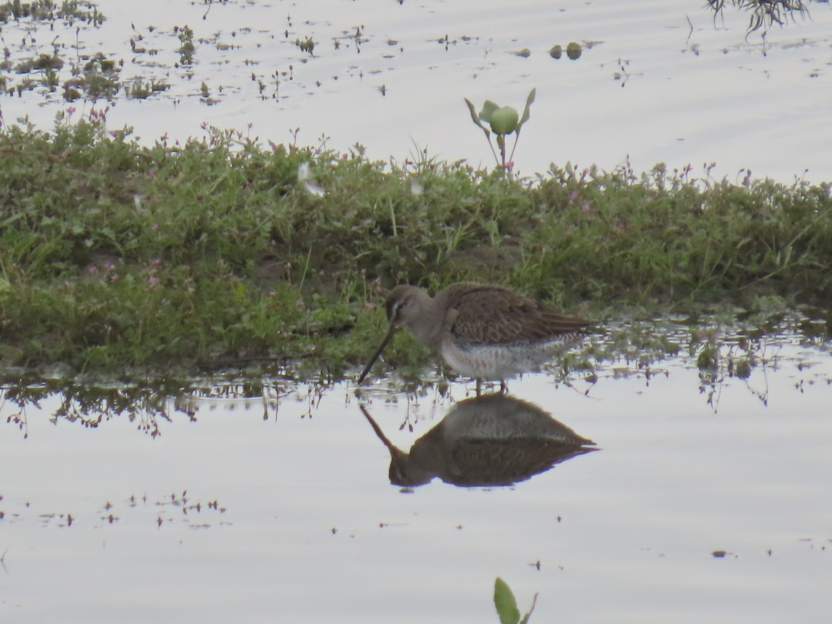 חרטומנית ארוכת-מקור - ML645697228