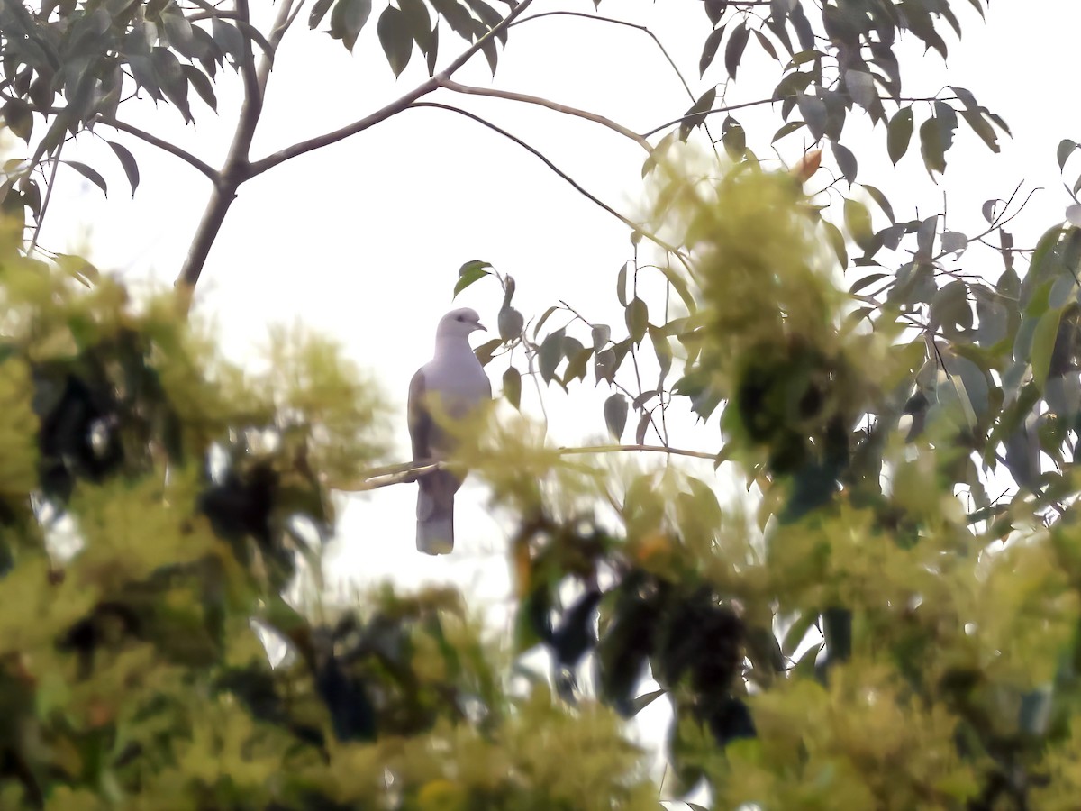 Malabar Imperial-Pigeon - ML645697230