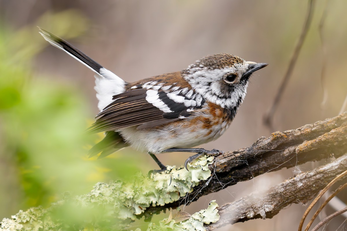 Hawaii Elepaio (Mauna Kea) - ML645697231