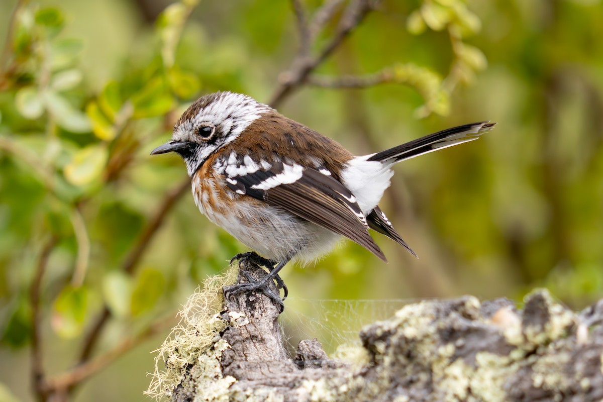 Hawaii Elepaio (Mauna Kea) - ML645697232