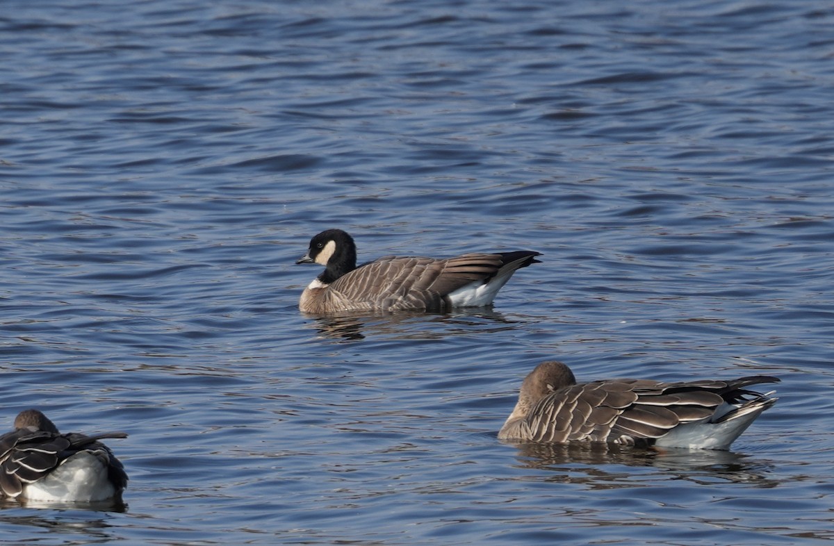 Cackling Goose (Aleutian) - ML645697233