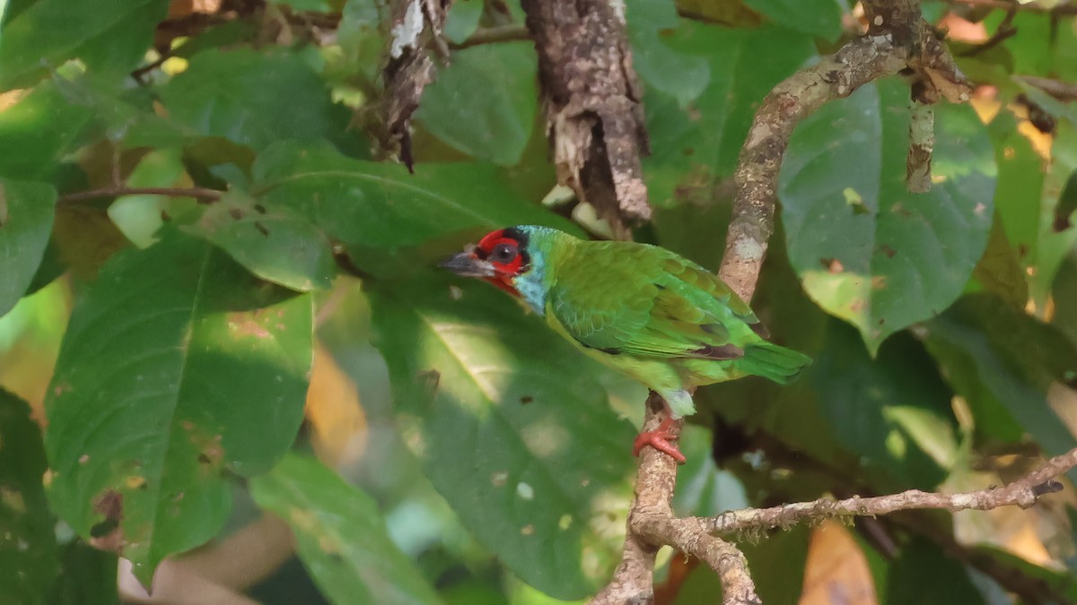 Malabar Barbet - ML645697234