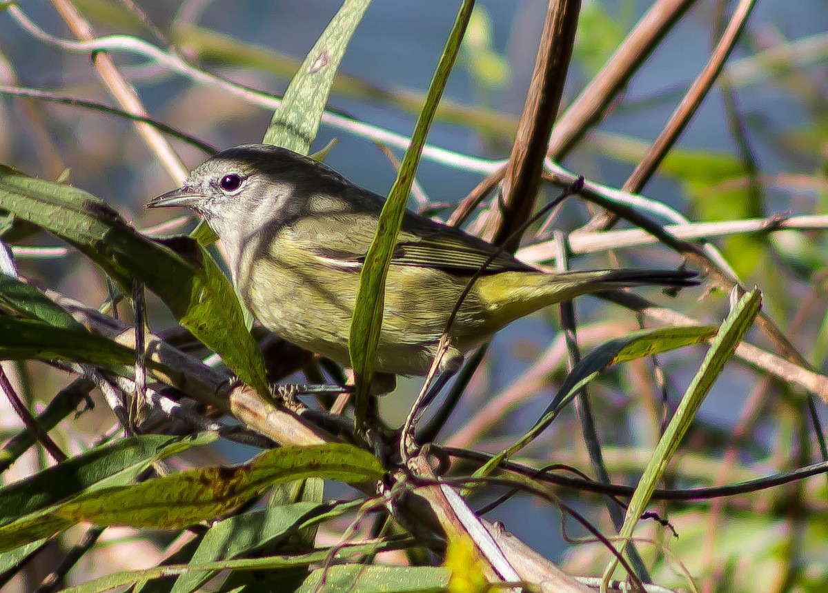 Orange-crowned Warbler - ML645697235