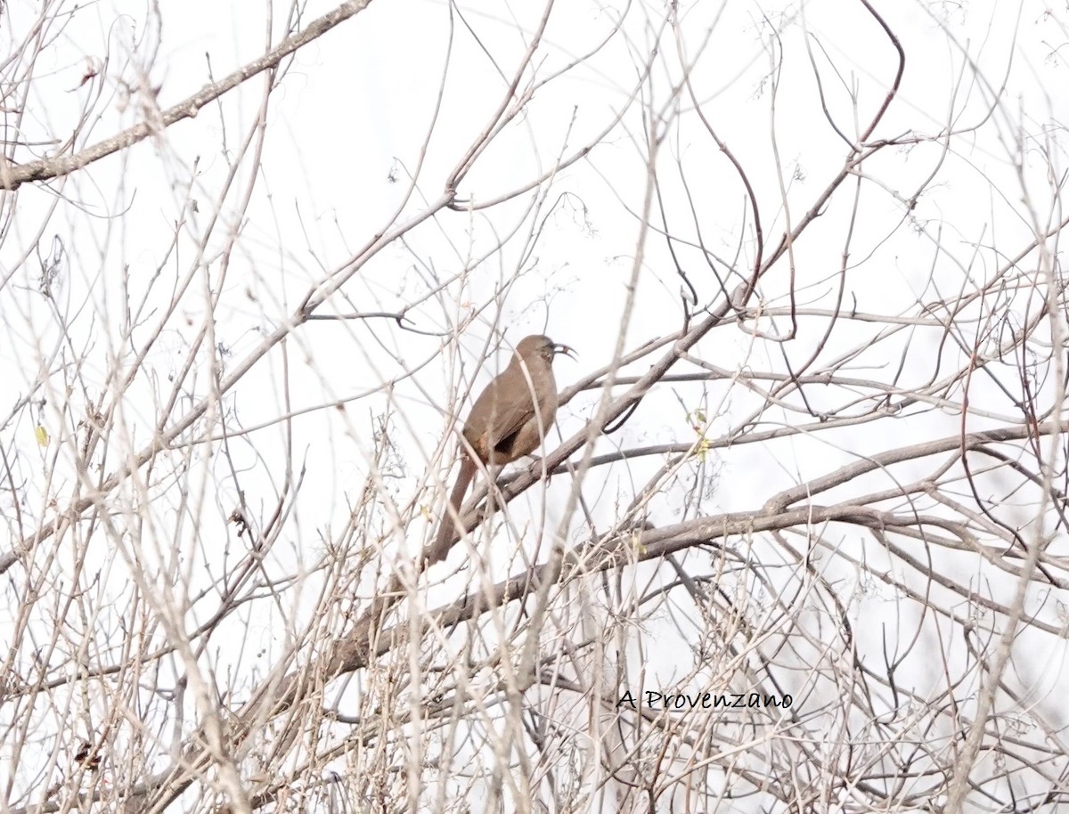 California Thrasher - ML645697236