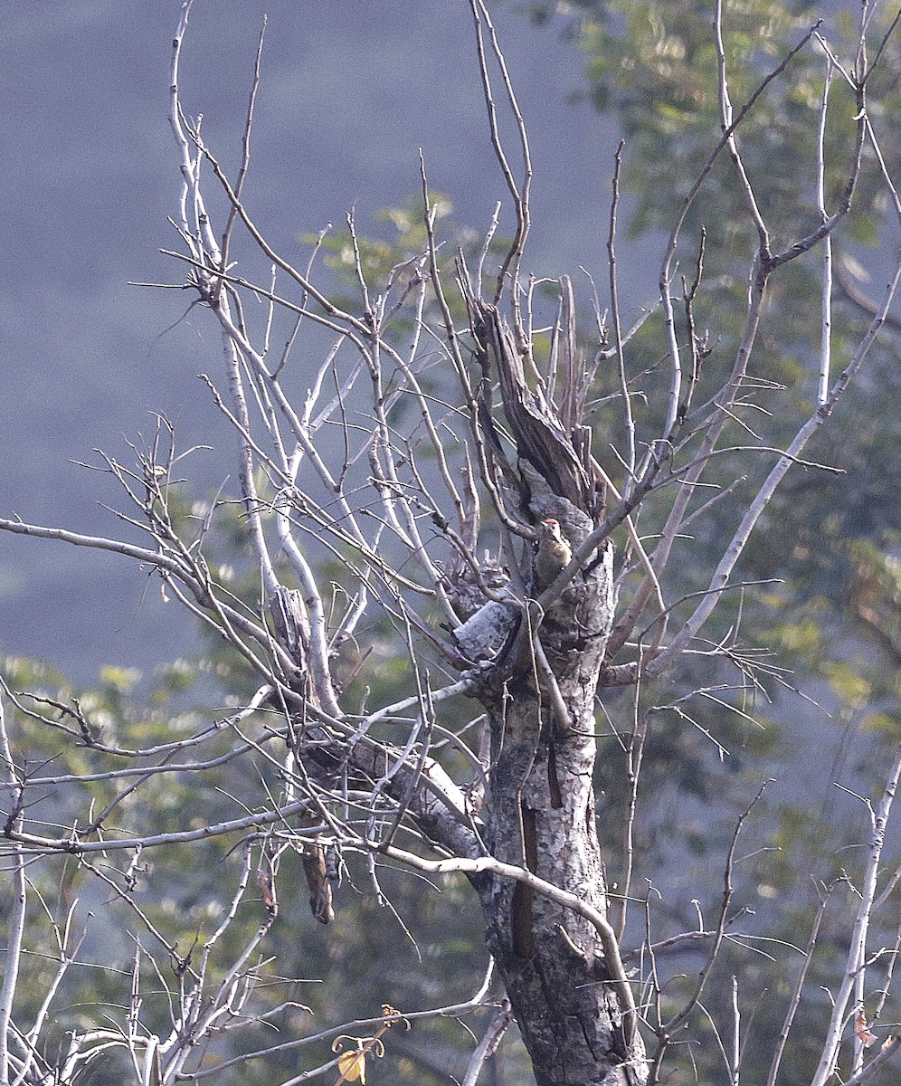 Fulvous-breasted Woodpecker - ML645697237