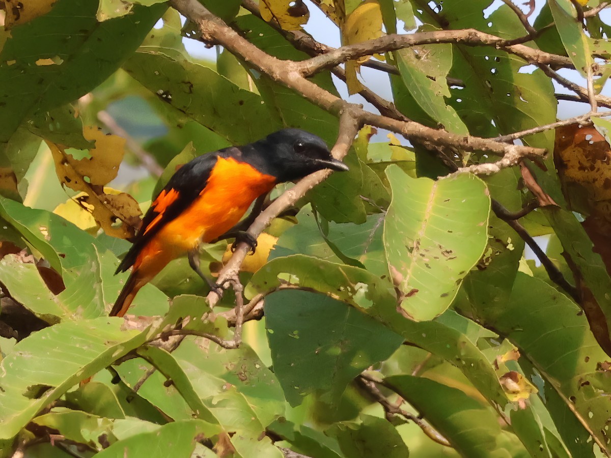 Orange Minivet - ML645697238