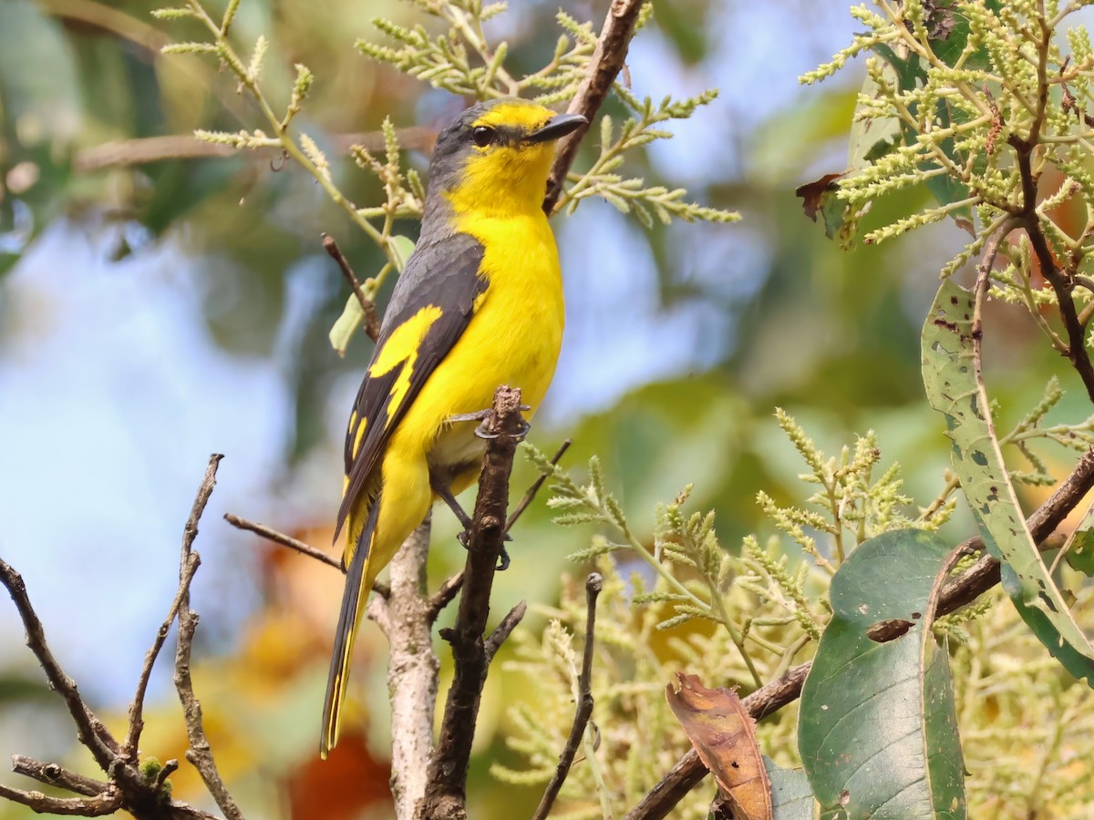 Orange Minivet - ML645697239