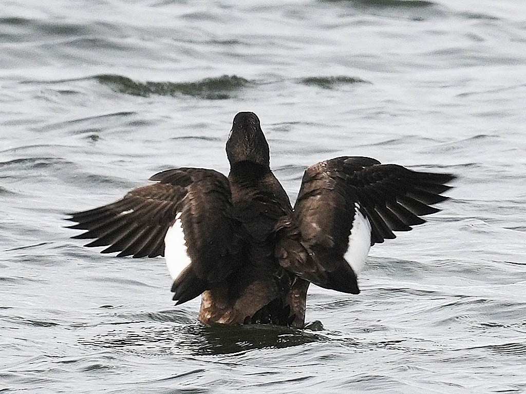 White-winged Scoter - ML645697241