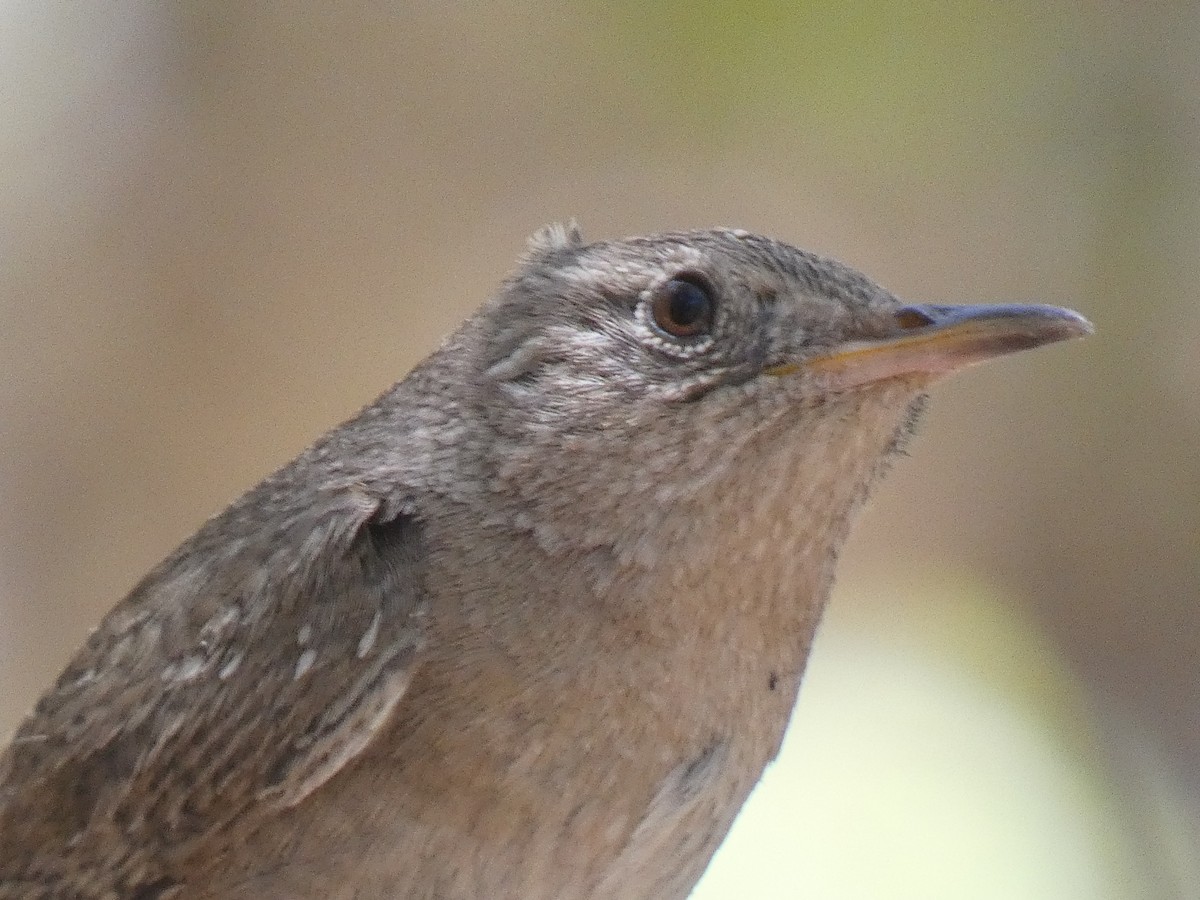 Northern House Wren (Brown-throated) - ML645697242