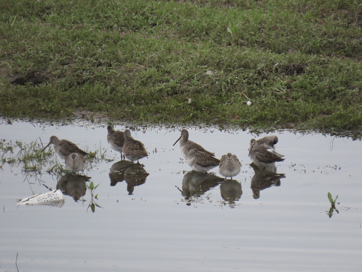 חרטומנית ארוכת-מקור - ML645697243