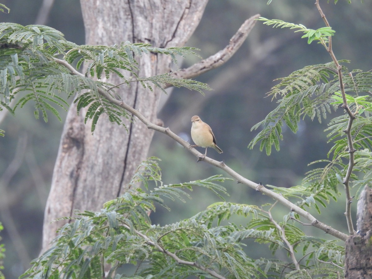 קנית אפריקנית - ML645697245
