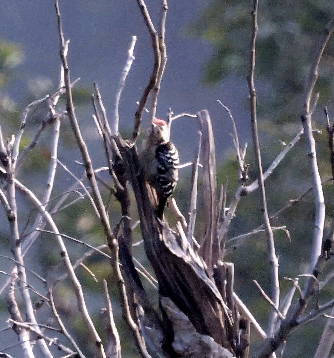 Fulvous-breasted Woodpecker - ML645697249