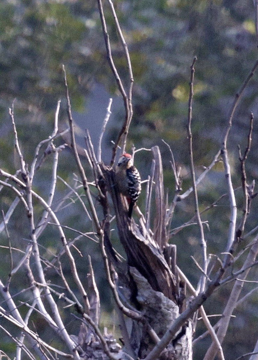 Fulvous-breasted Woodpecker - ML645697250