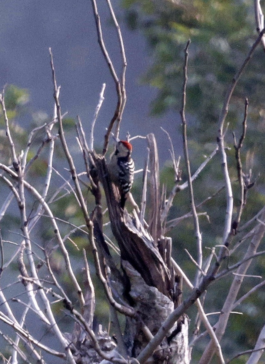 Fulvous-breasted Woodpecker - ML645697251
