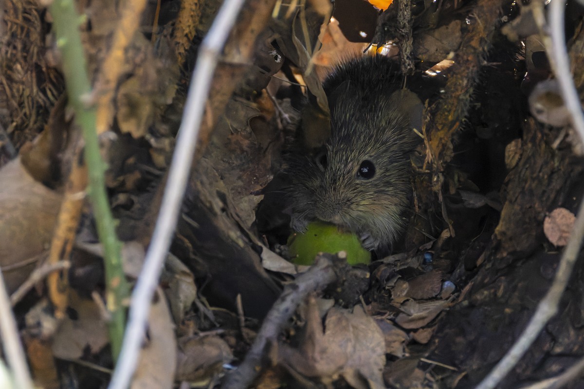 Hispid Cotton Rat - ML645697252