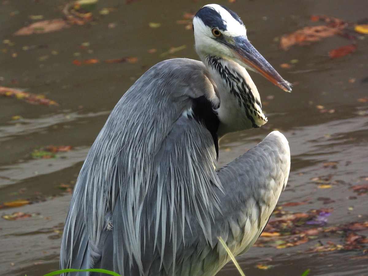 אנפה אפורה - ML645697253