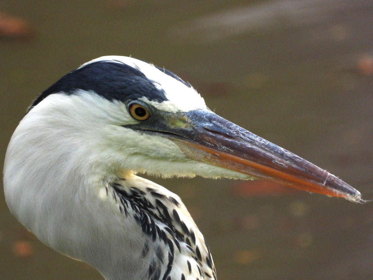 אנפה אפורה - ML645697254