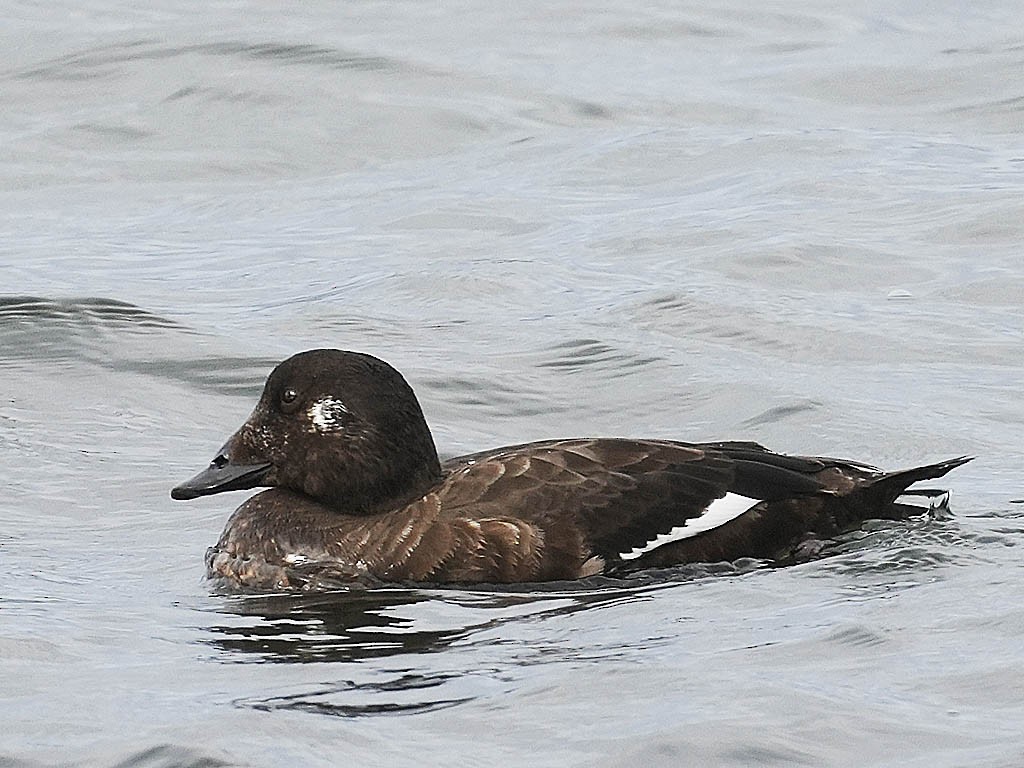 White-winged Scoter - ML645697255