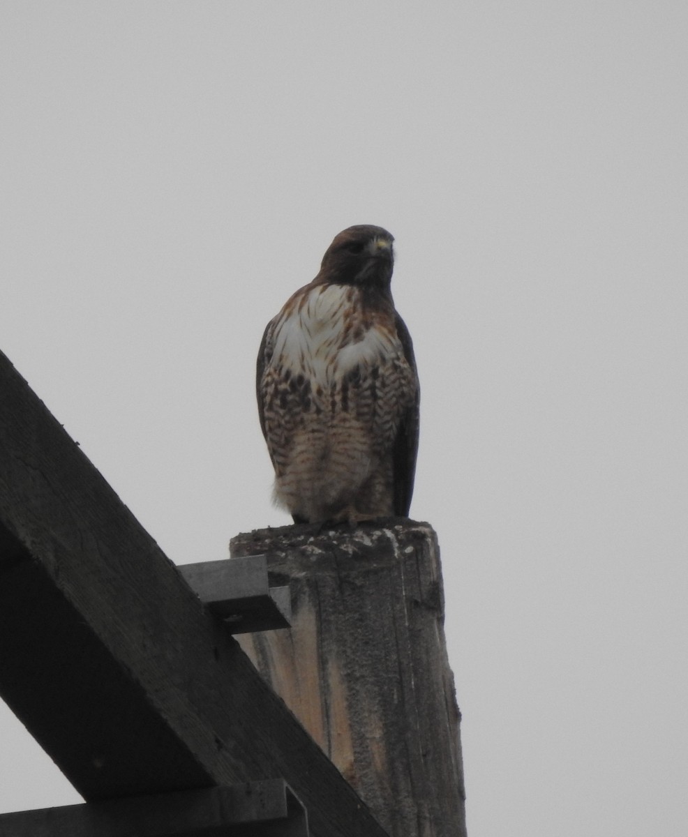 Red-tailed Hawk - ML645697256