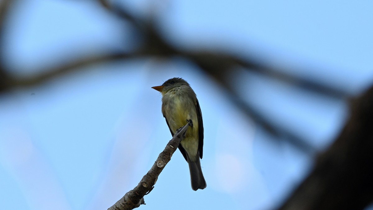 Northern Tropical Pewee - ML645697257