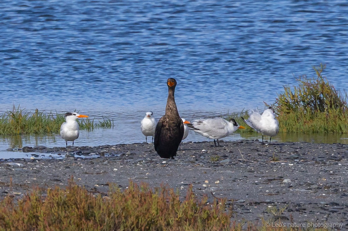 שחפית גדולה - ML645697259