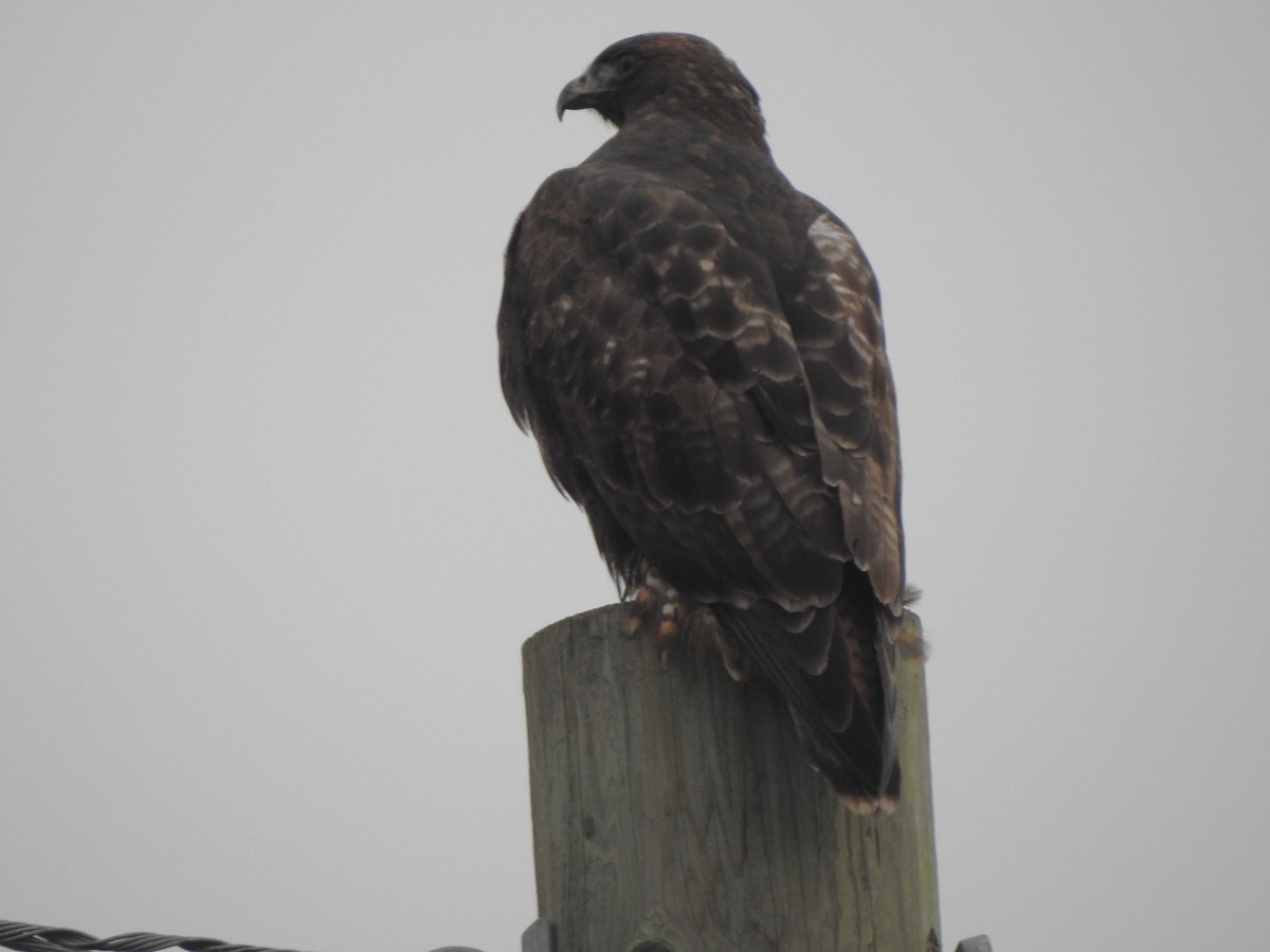 Red-tailed Hawk - ML645697260
