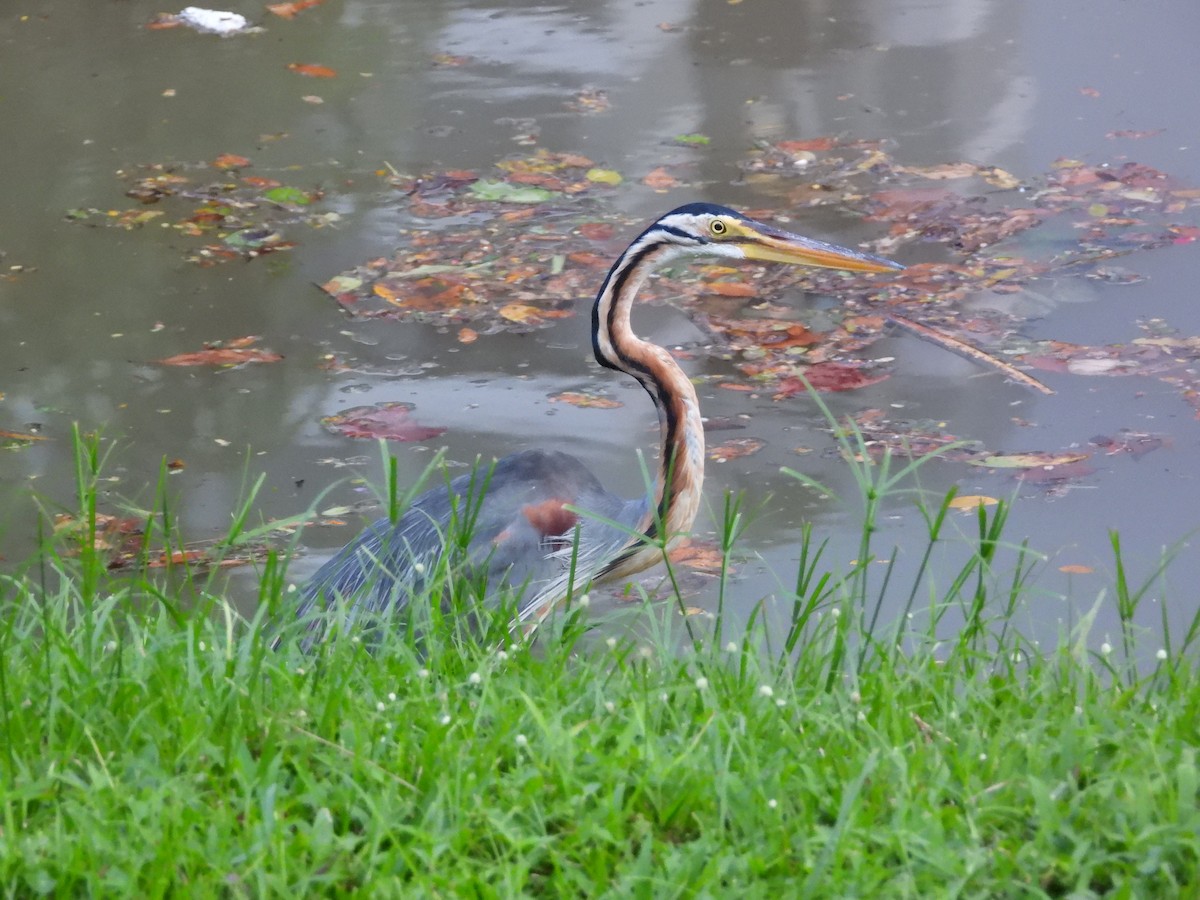 אנפה ארגמנית - ML645697261
