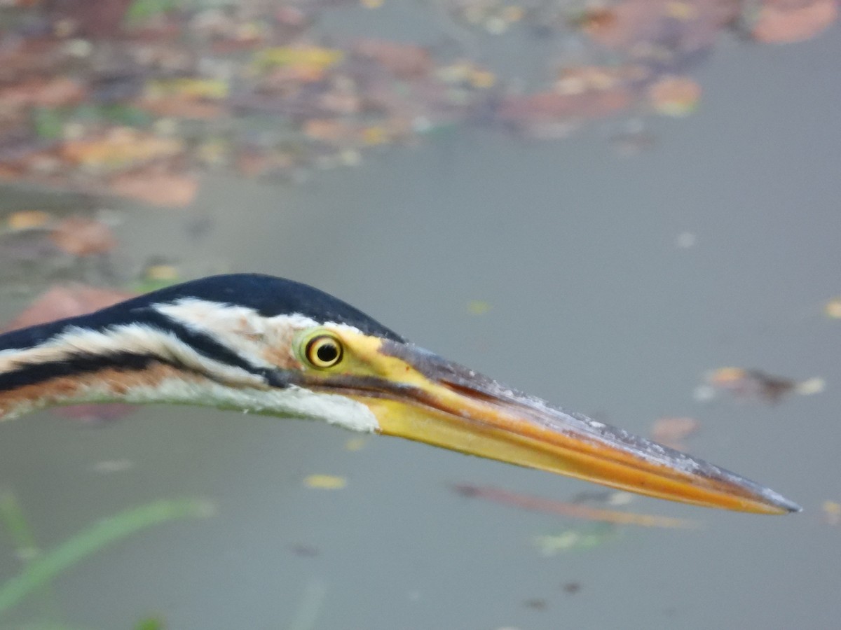 אנפה ארגמנית - ML645697262