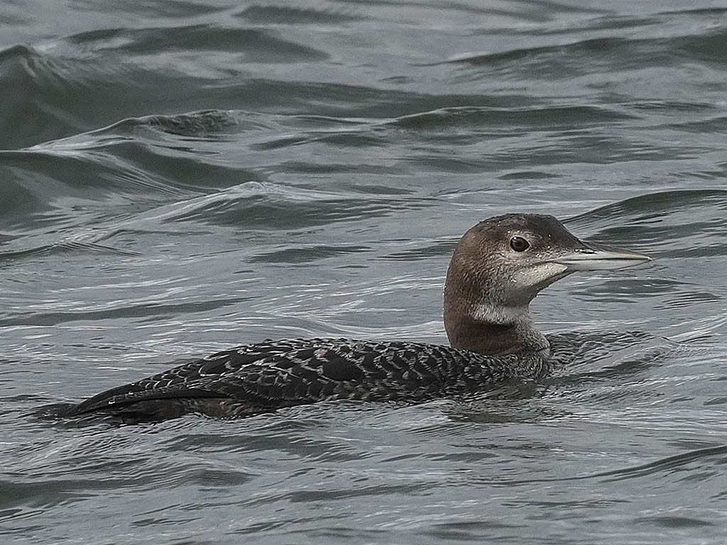 צוללן צפוני - ML645697263