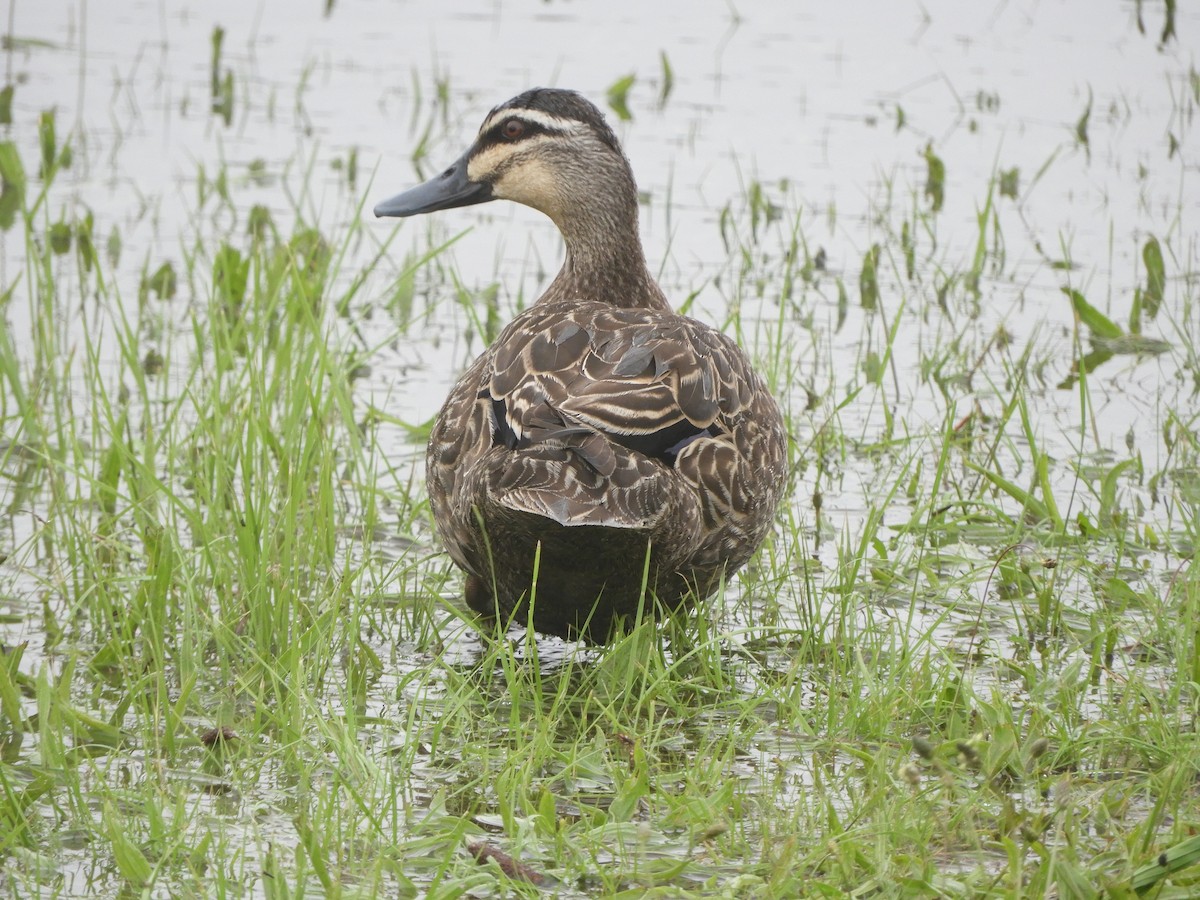Ánade Cejudo - ML645697265