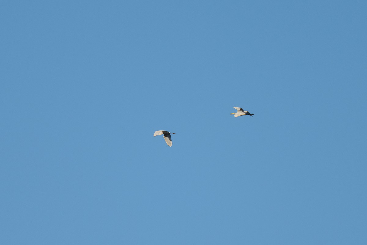 Garceta Grande - ML645697266