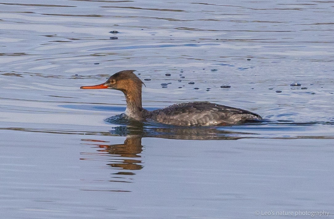Red-breasted Merganser - ML645697267