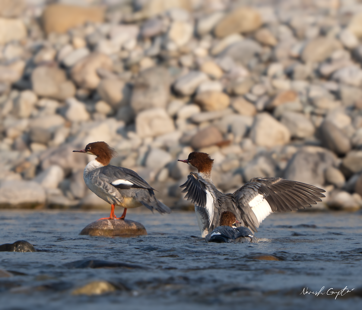 Serreta Grande - ML645697268