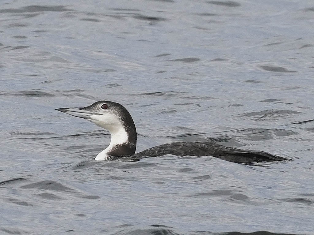 Colimbo Grande - ML645697269