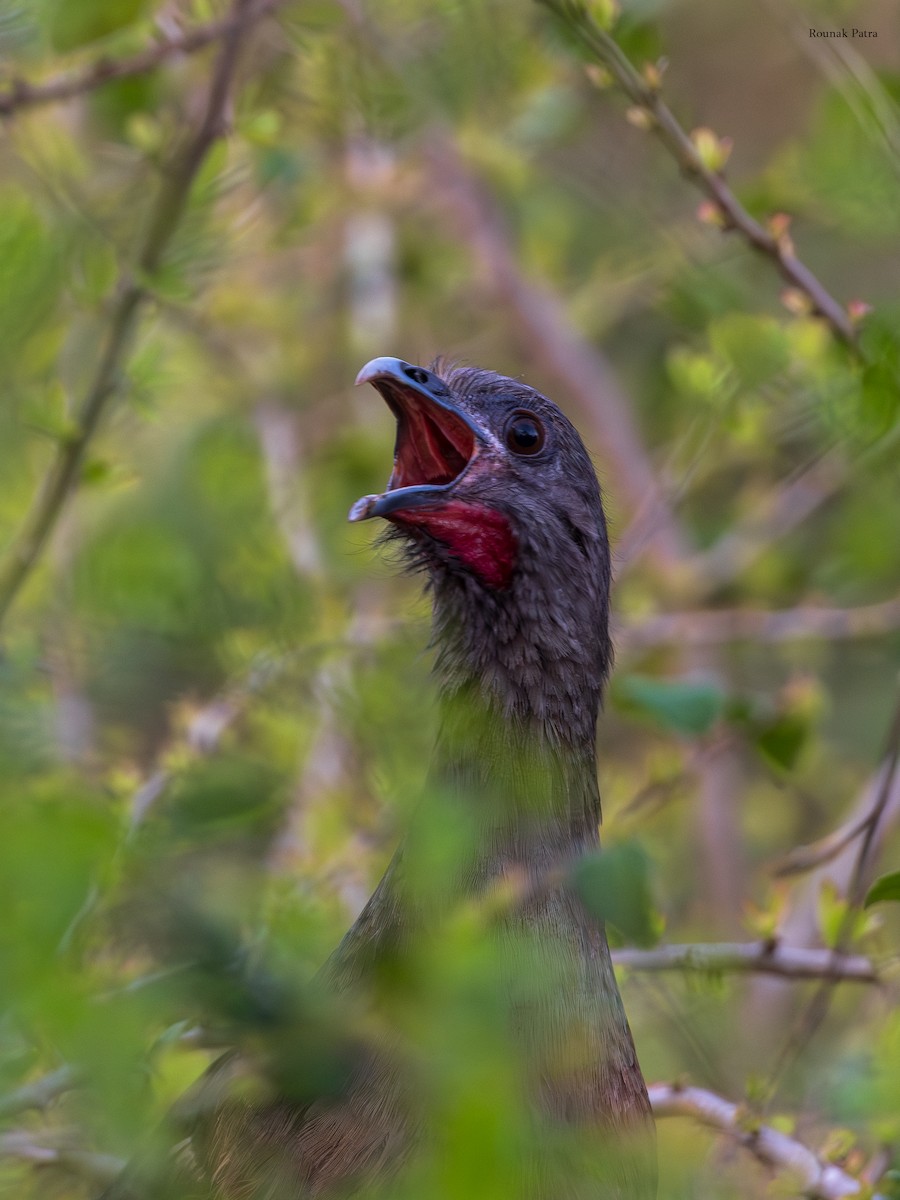 Chachalaca Norteña - ML645697270