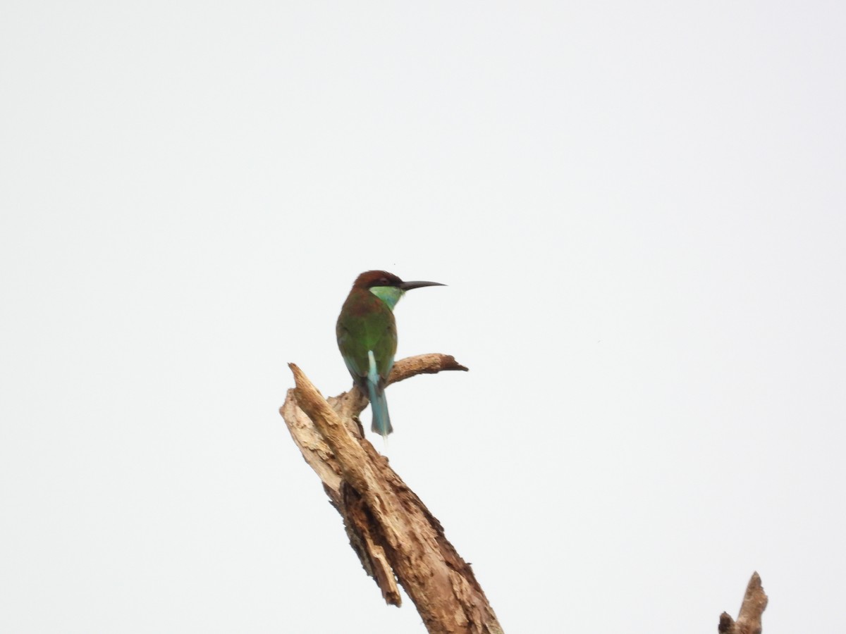 Abejaruco Gorjiazul - ML645697271