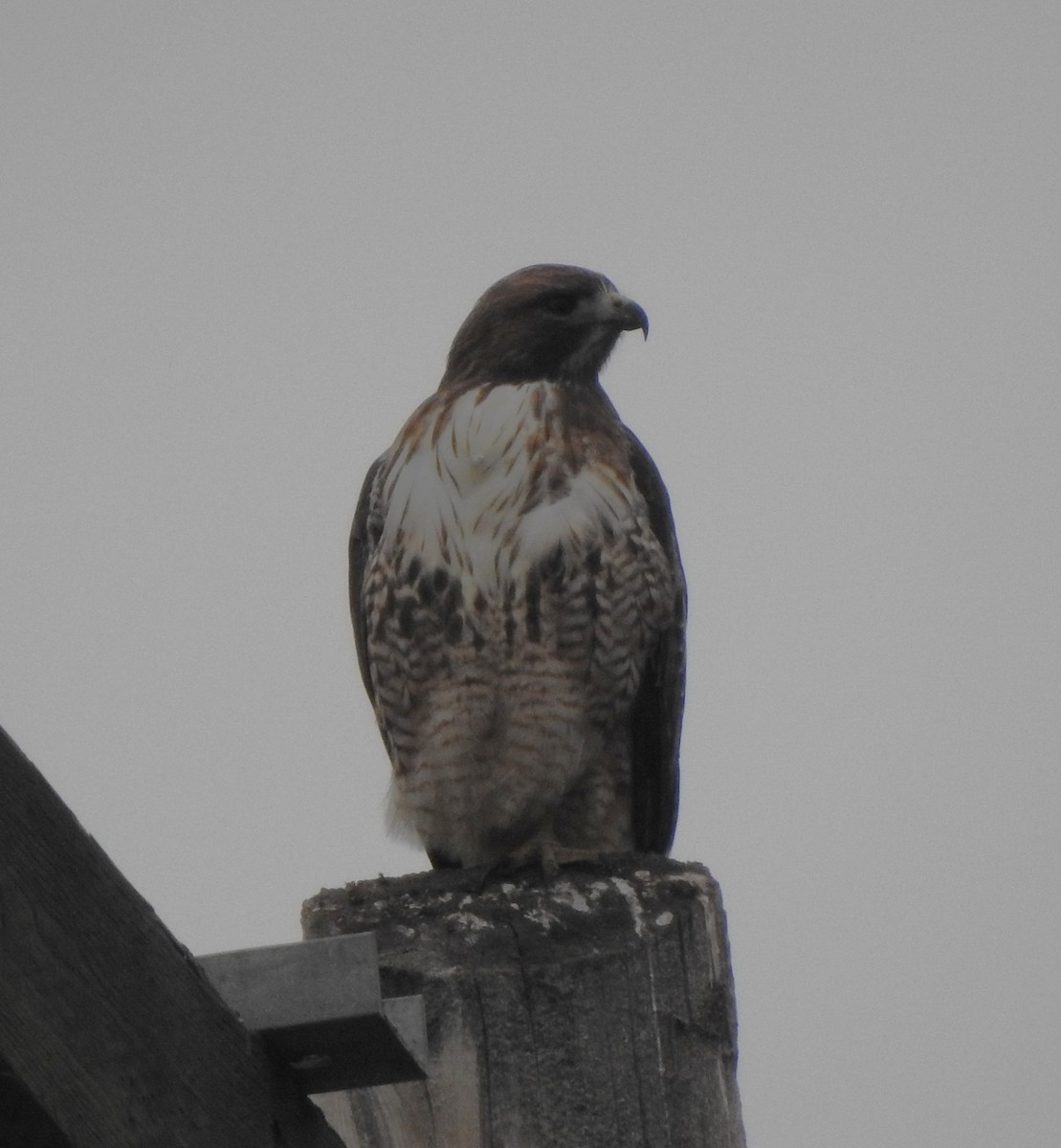 Busardo Colirrojo - ML645697272