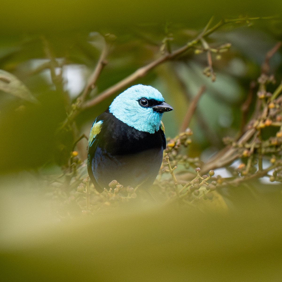 Tangara Cabeciazul - ML645697273