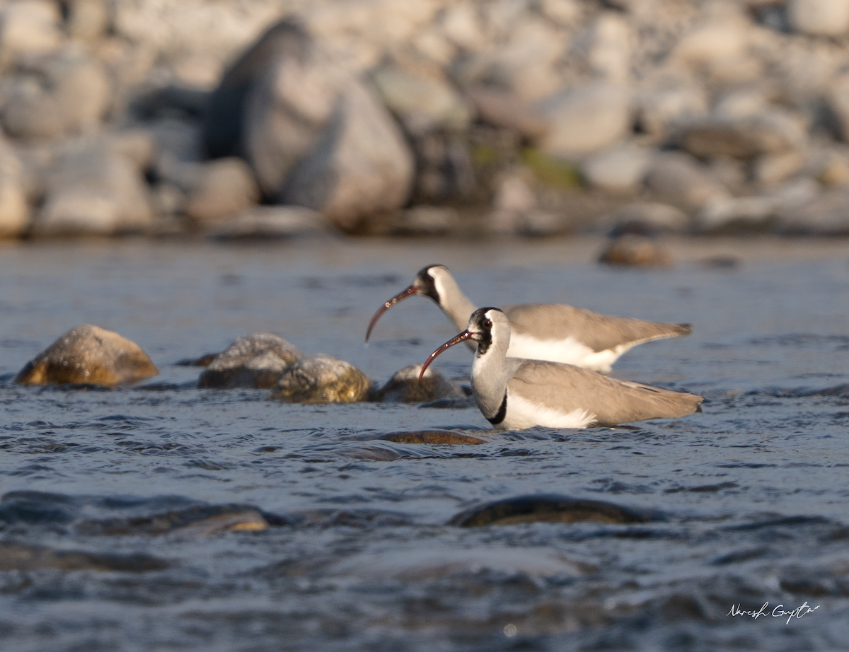 Picoibis - ML645697274