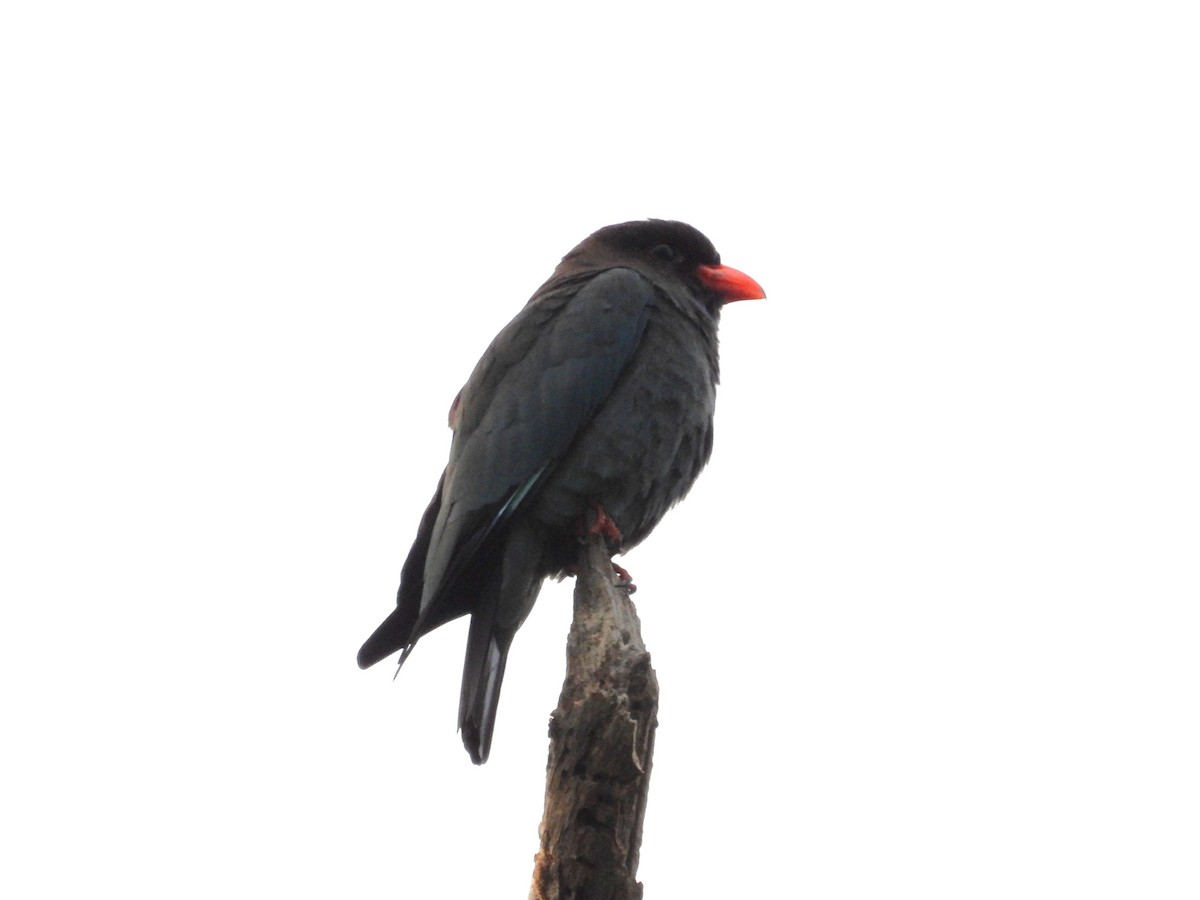 Carraca Oriental - ML645697275