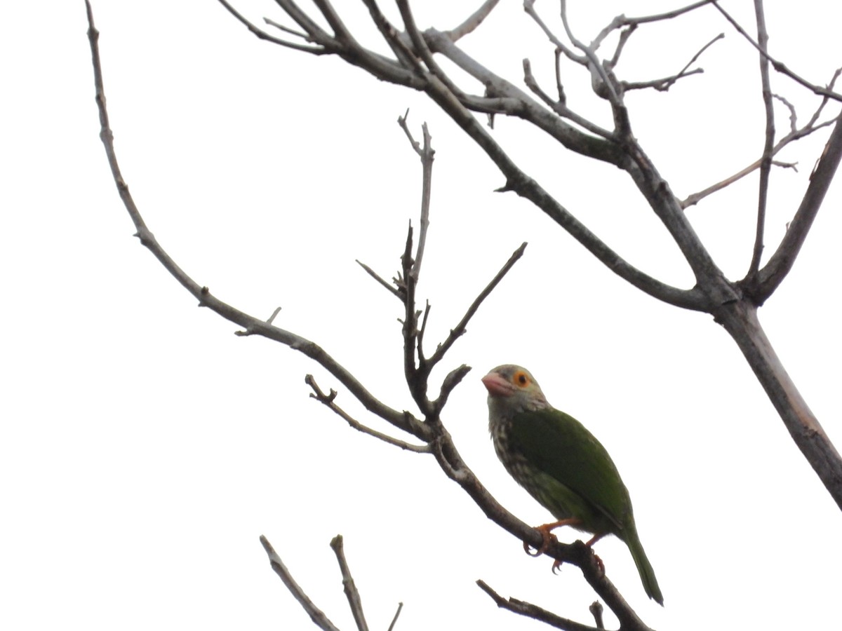 Barbudo Listado - ML645697276