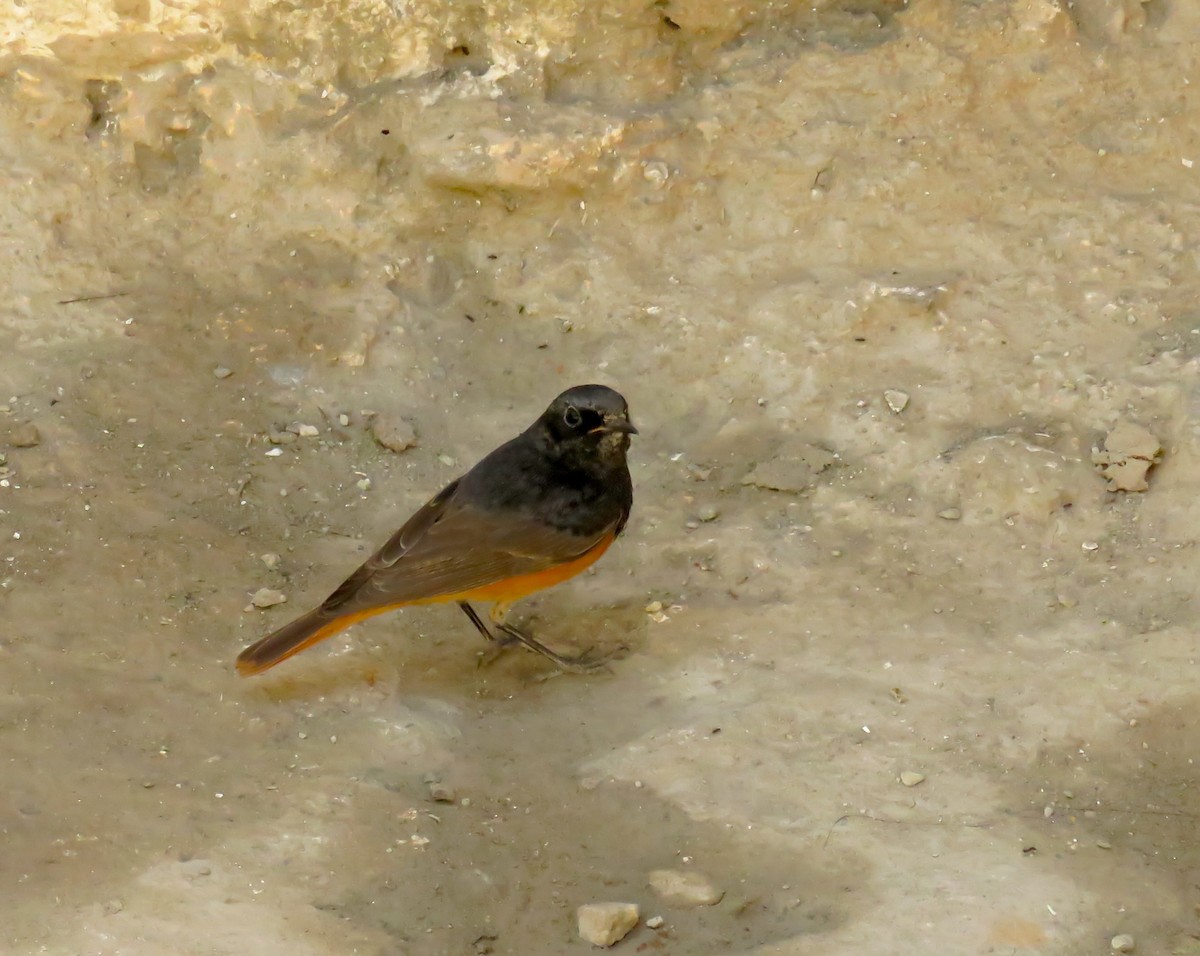 Colirrojo Tizón - ML645697277