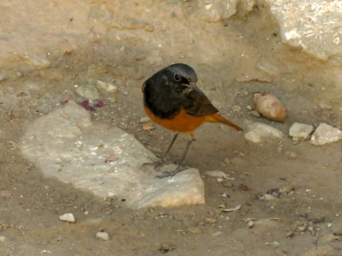 Colirrojo Tizón - ML645697278