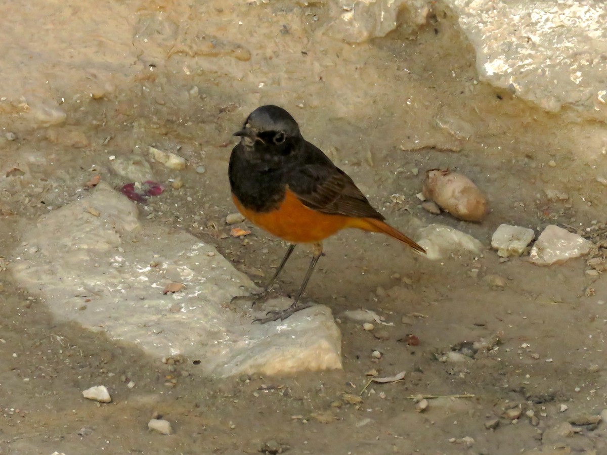 Colirrojo Tizón - ML645697279